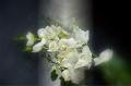 © Bloemen en planten 17 